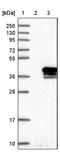 Myelin Protein Zero Like 1 antibody, NBP1-83625, Novus Biologicals, Western Blot image 