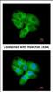 Cyclin Dependent Kinase 5 antibody, NBP2-15843, Novus Biologicals, Immunofluorescence image 