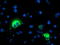Paraplegin antibody, TA504417, Origene, Immunofluorescence image 