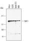 Structural Maintenance Of Chromosomes 1A antibody, AF3294, R&D Systems, Western Blot image 