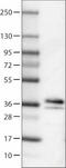 Secretagogin, EF-Hand Calcium Binding Protein antibody, NBP2-52897, Novus Biologicals, Western Blot image 