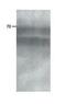 Adhesion Molecule With Ig Like Domain 2 antibody, PA1-46258, Invitrogen Antibodies, Western Blot image 