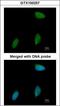 Transcriptional regulator ERG antibody, GTX100257, GeneTex, Immunocytochemistry image 