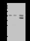 Aldolase, Fructose-Bisphosphate B antibody, 204054-T40, Sino Biological, Western Blot image 
