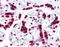 High Mobility Group Box 1 antibody, 51-466, ProSci, Immunohistochemistry paraffin image 