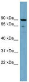 Solute carrier family 26 member 9 antibody, TA333569, Origene, Western Blot image 