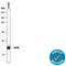 CD59 Molecule (CD59 Blood Group) antibody, AF1987, R&D Systems, Western Blot image 