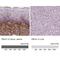 BM-90 antibody, NBP2-52918, Novus Biologicals, Immunohistochemistry paraffin image 