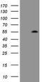 Zinc finger protein ZIC 3 antibody, TA808044S, Origene, Western Blot image 