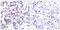 JunB Proto-Oncogene, AP-1 Transcription Factor Subunit antibody, PA5-37620, Invitrogen Antibodies, Immunohistochemistry frozen image 