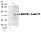 Myristoylated Alanine Rich Protein Kinase C Substrate antibody, GTX50348, GeneTex, Western Blot image 