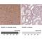 RAB3C, Member RAS Oncogene Family antibody, NBP2-55288, Novus Biologicals, Immunohistochemistry paraffin image 