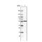 Protein Disulfide Isomerase Family A Member 3 antibody, NBP2-36767, Novus Biologicals, Western Blot image 