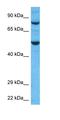 Tripartite Motif Containing 41 antibody, orb324829, Biorbyt, Western Blot image 