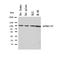Amyloid Beta Precursor Protein Binding Family B Member 1 Interacting Protein antibody, orb97086, Biorbyt, Western Blot image 