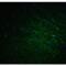 Doublecortin Like Kinase 1 antibody, LS-C108672, Lifespan Biosciences, Immunofluorescence image 