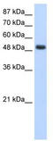 RNA Binding Motif Single Stranded Interacting Protein 1 antibody, TA345816, Origene, Western Blot image 