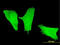 Phosphatidylinositol-4,5-Bisphosphate 3-Kinase Catalytic Subunit Gamma antibody, LS-C197905, Lifespan Biosciences, Immunofluorescence image 