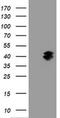 GTPase, IMAP Family Member 4 antibody, MA5-25982, Invitrogen Antibodies, Western Blot image 