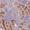 Hydroxylysine Kinase antibody, NBP1-81299, Novus Biologicals, Immunohistochemistry paraffin image 