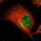 SRY-Box 30 antibody, NBP1-86503, Novus Biologicals, Immunofluorescence image 