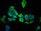 Aminoacylase 3 antibody, orb400700, Biorbyt, Immunofluorescence image 