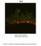 GLI2 antibody, 27-430, ProSci, Immunohistochemistry paraffin image 