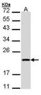Diablo IAP-Binding Mitochondrial Protein antibody, PA5-28495, Invitrogen Antibodies, Western Blot image 
