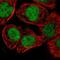 ElaC Ribonuclease Z 2 antibody, PA5-54016, Invitrogen Antibodies, Immunofluorescence image 