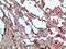 Growth Differentiation Factor 2 antibody, A03443-1, Boster Biological Technology, Immunohistochemistry frozen image 