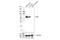 Solute Carrier Family 6 Member 1 antibody, 23207S, Cell Signaling Technology, Western Blot image 