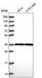 THAP Domain Containing 5 antibody, PA5-65661, Invitrogen Antibodies, Western Blot image 