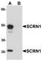 Secernin 1 antibody, NBP1-77187, Novus Biologicals, Western Blot image 