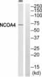 Nuclear Receptor Coactivator 4 antibody, A04368, Boster Biological Technology, Western Blot image 