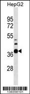 RNA Pseudouridine Synthase Domain Containing 1 antibody, 59-776, ProSci, Western Blot image 