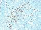 Goat Rabbit IgG antibody, V3150IHC-7ML, NSJ Bioreagents, Immunohistochemistry frozen image 