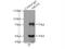 Nuclear receptor subfamily 1 group D member 1 antibody, 14506-1-AP, Proteintech Group, Immunoprecipitation image 