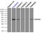 Mitogen-Activated Protein Kinase Kinase 4 antibody, TA500403, Origene, Immunoprecipitation image 