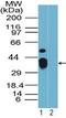 Rhox-9 antibody, TA336963, Origene, Western Blot image 