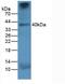 Cathepsin K antibody, abx131824, Abbexa, Western Blot image 