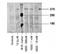 ATM Serine/Threonine Kinase antibody, MA1-46069, Invitrogen Antibodies, Western Blot image 