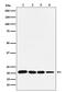 p21 antibody, M00145-2, Boster Biological Technology, Western Blot image 