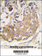 Collagen Type IX Alpha 1 Chain antibody, 61-492, ProSci, Immunofluorescence image 