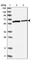 Ribophorin II antibody, HPA025922, Atlas Antibodies, Western Blot image 