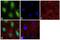 Nuclear Receptor Subfamily 3 Group C Member 1 antibody, PA1-510A, Invitrogen Antibodies, Immunofluorescence image 