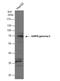 Protein Kinase AMP-Activated Non-Catalytic Subunit Gamma 2 antibody, NBP1-32697, Novus Biologicals, Western Blot image 