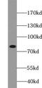 Heat Shock Protein Family A (Hsp70) Member 5 antibody, FNab10492, FineTest, Western Blot image 