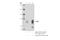 Transcription Factor EB antibody, 37785S, Cell Signaling Technology, Immunoprecipitation image 