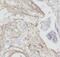 Collagen Type I Alpha 2 Chain antibody, FNab09910, FineTest, Immunohistochemistry frozen image 