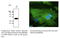 RAB32, Member RAS Oncogene Family antibody, AB0036-200, SICGEN, Immunofluorescence image 